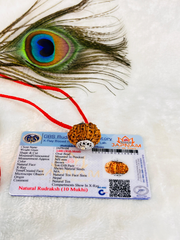 10 Mukhi Rudraksha With (Lab Certified - Nepali origin) + Free (Modern 5 Mukhi Rudraksha Bracelet) + Mysterious🎁Gift