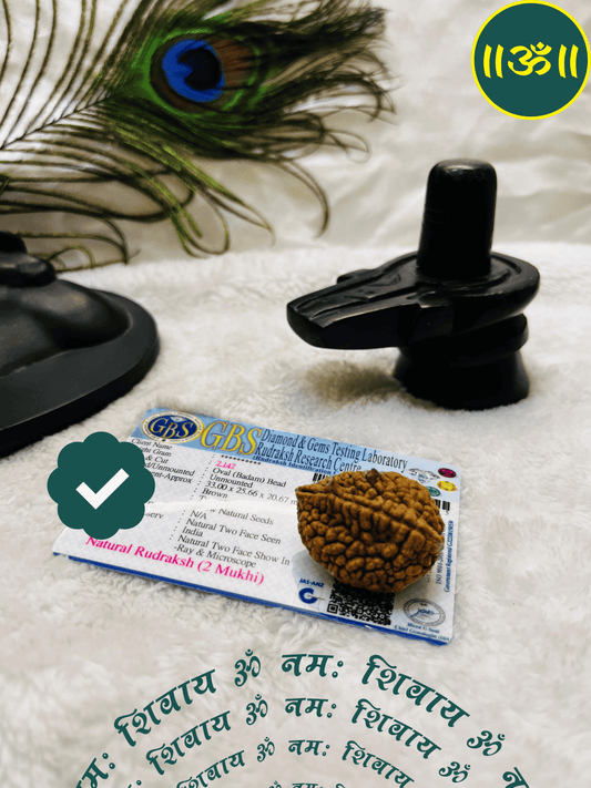 2 Mukhi Rudraksha With Lab Certified - Original + Free (Modern 5 Mukhi Rudraksha Bracelet) + Mysterious🎁Gift