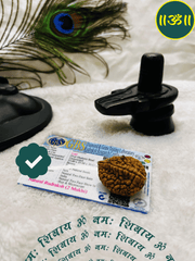 2 Mukhi Rudraksha With Lab Certified - Original + Free (Modern 5 Mukhi Rudraksha Bracelet) + Mysterious🎁Gift