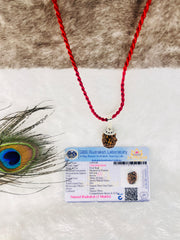 3 Mukhi Rudraksha With Lab Certified - Original +Free (Modern 5 Mukhi Rudraksha Bracelet) + Mysterious🎁Gift