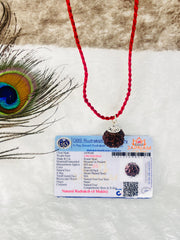 4 Mukhi Rudraksha With Lab Certified - Original (Nepali origin) + Free (Modern 5 Mukhi Rudraksha Bracelet) + Mysterious🎁Gift