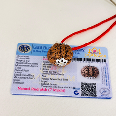 7 Mukhi Rudraksha (Lab certified) + Money Magnet Bracelet – Unlock Wealth & Prosperity ✨💰+ Gift 🎁 Laxmi Silver Plated Coin