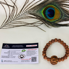 7 Mukhi Divine Rudraksha Bracelet - Original (Lab tested) + 𝐅𝐫𝐞𝐞 🎁 Laxmi Ganesha Silver Plated Coin