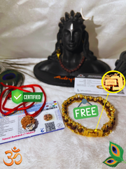 (1 +1+Gift) 7 Mukhi Rudraksha + Modern 5 Mukhi Rudraksha Bracelet (Lab Certified) - Combo with Gift 🎁 Laxmi Silver Plated Coin