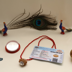 11 Mukhi Rudraksha With (Lab Certified - Nepali origin) + Gift ЁЯОБ Laxmi Silver Plated Coin