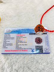 6 Mukhi Rudraksha (Lab Certified - Nepali origin) + FREE Modern Rudraksha Bracelet – Boost Confidence, Focus & Success! 🔱+ Mysterious🎁Gift