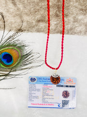 6 Mukhi Rudraksha (Lab Certified - Nepali origin) + FREE Modern Rudraksha Bracelet – Boost Confidence, Focus & Success! 🔱+ Mysterious🎁Gift