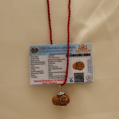 Gauri Shankar Rudraksha With (Lab Certified - Nepali origin) - Divine Fusion of Shiva & Shakti