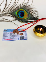 12 Mukhi Rudraksha With (Lab Certified - Nepali origin) + Gift 🎁 Laxmi Silver Plated Coin