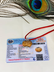 11 Mukhi Rudraksha With (Lab Certified - Nepali origin) + Gift ЁЯОБ Laxmi Silver Plated Coin