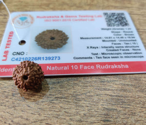 10 Mukhi Rudraksha With Lab Certified - Original + Free (Modern 5 Mukhi Rudraksha Bracelet) +  Mysterious🎁Gift