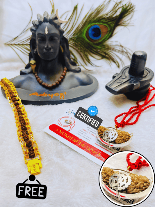 1 Mukhi Rudraksha With Lab Certified - Original + Free (Modern 5 Mukhi Rudraksha Bracelet) + Mysterious🎁Gift