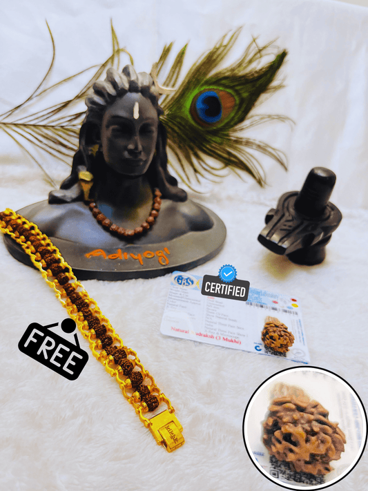 3 Mukhi Rudraksha With Lab Certified - Original +Free (Modern 5 Mukhi Rudraksha Bracelet) + Mysterious🎁Gift