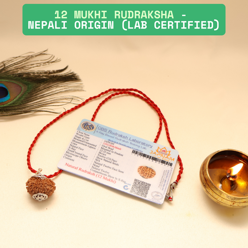 12 Mukhi Rudraksha With (Lab Certified - Nepali origin) + Gift 🎁 Laxmi Silver Plated Coin