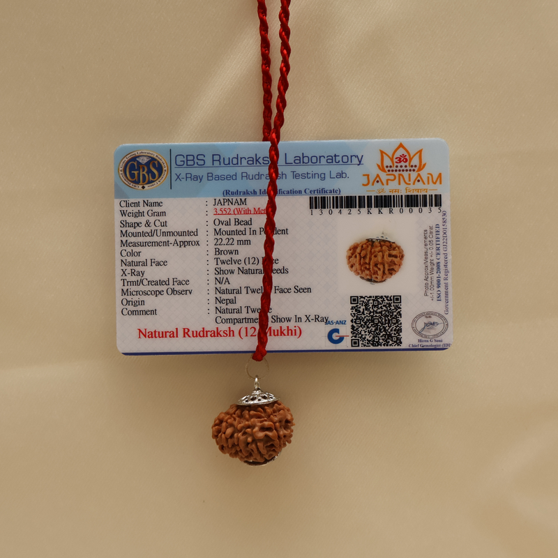 12 Mukhi Rudraksha With (Lab Certified - Nepali origin) + Gift 🎁 Laxmi Silver Plated Coin