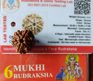6 Mukhi Rudraksha With Lab Certified - Original + Mysterious🎁Gift