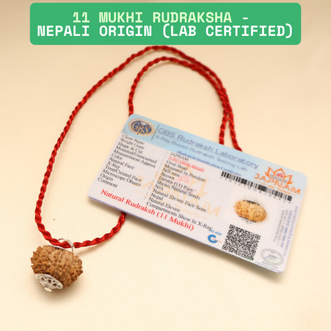 11 Mukhi Rudraksha With (Lab Certified - Nepali origin) + Gift 🎁 Laxmi Silver Plated Coin