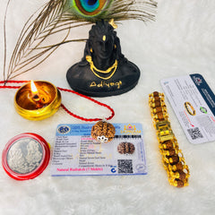 (Lab Certified & X-Ray Verified) 7 Mukhi Rudraksha + Modern 5 Mukhi Bracelet With Free 🎁 Laxmi jii Silver Plated Coin