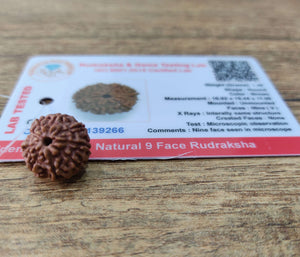 9 Mukhi Rudraksha With Lab Certified - Original + Free (Modern 5 Mukhi Rudraksha Bracelet) +  Mysterious🎁Gift