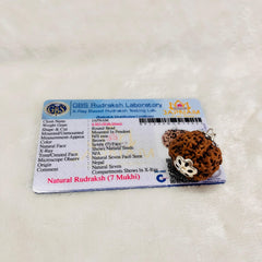 7 Mukhi Big size Rudraksha (lab certified - Nepali origin) +  Gift 🎁 Laxmi Silver Plated Coin
