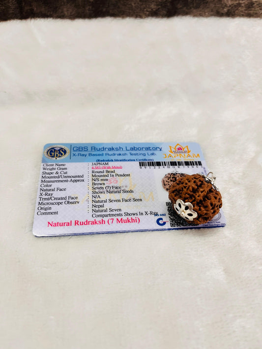 7 Mukhi Big size Rudraksha (lab certified) - original +  Gift 🎁 Laxmi Silver Plated Coin