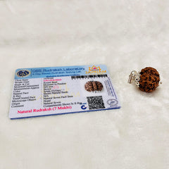7 Mukhi Big size Rudraksha (lab certified - Nepali origin) +  Gift 🎁 Laxmi Silver Plated Coin