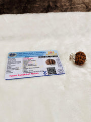 7 Mukhi Big size Rudraksha (lab certified - Nepali origin) +  Gift 🎁 Laxmi Silver Plated Coin