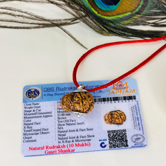Gauri Shankar Rudraksha With (Lab Certified - Nepali origin) - Divine Fusion of Shiva & Shakti + 🎁Gift – Laxmi Ji Silver-Plated Coin