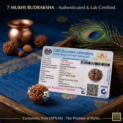 (1 +1+Gift) 7 Mukhi Rudraksha Combo + Divine 5 Mukhi Rudraksha Bracelet (Lab Certified) with Gift 🎁 Laxmi Silver Plated Coin