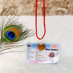 Ganesha Rudraksha (Lab certified - Nepali origin) | FREE Modern Rudraksha Bracelet + Mysterious 🎁 Gift!