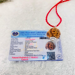 Ganesha Rudraksha (Lab certified - Nepali origin) | FREE Modern Rudraksha Bracelet + Mysterious 🎁 Gift!