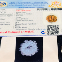 (Lab Certified & X-Ray Verified) 7 Mukhi Rudraksha + Modern 5 Mukhi Bracelet With Free 🎁 Laxmi jii Silver Plated Coin