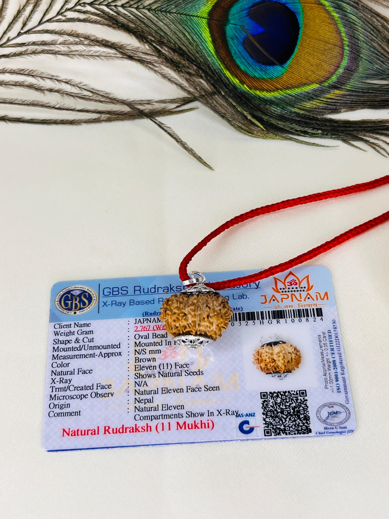 11 Mukhi Rudraksha With (Lab Certified - Nepali origin) + Gift 🎁 Laxmi Silver Plated Coin
