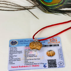 11 Mukhi Rudraksha With (Lab Certified - Nepali origin) + Gift 🎁 Laxmi Silver Plated Coin
